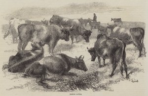 Bretonsk kvæg